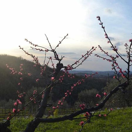 Agriturismo San Silvestro San Donato in Poggio Экстерьер фото