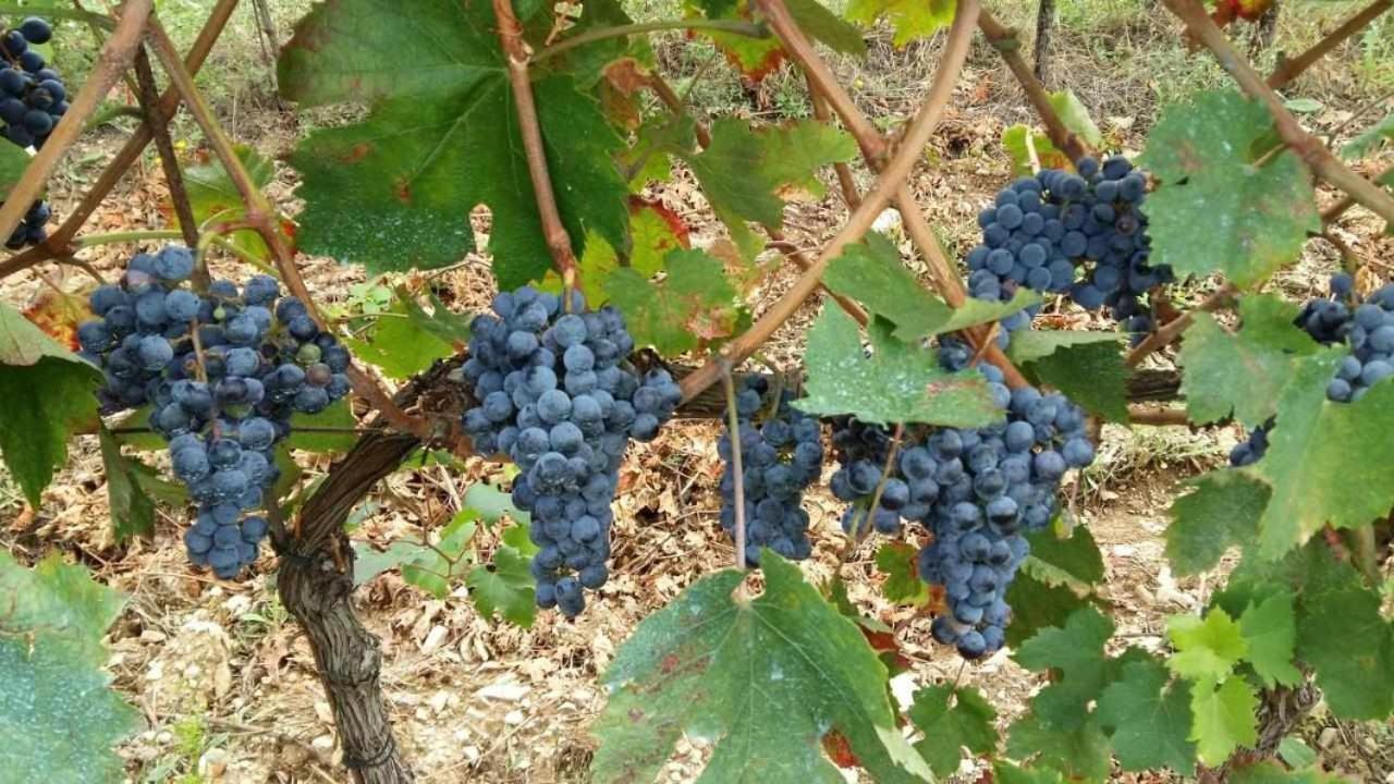 Agriturismo San Silvestro San Donato in Poggio Экстерьер фото